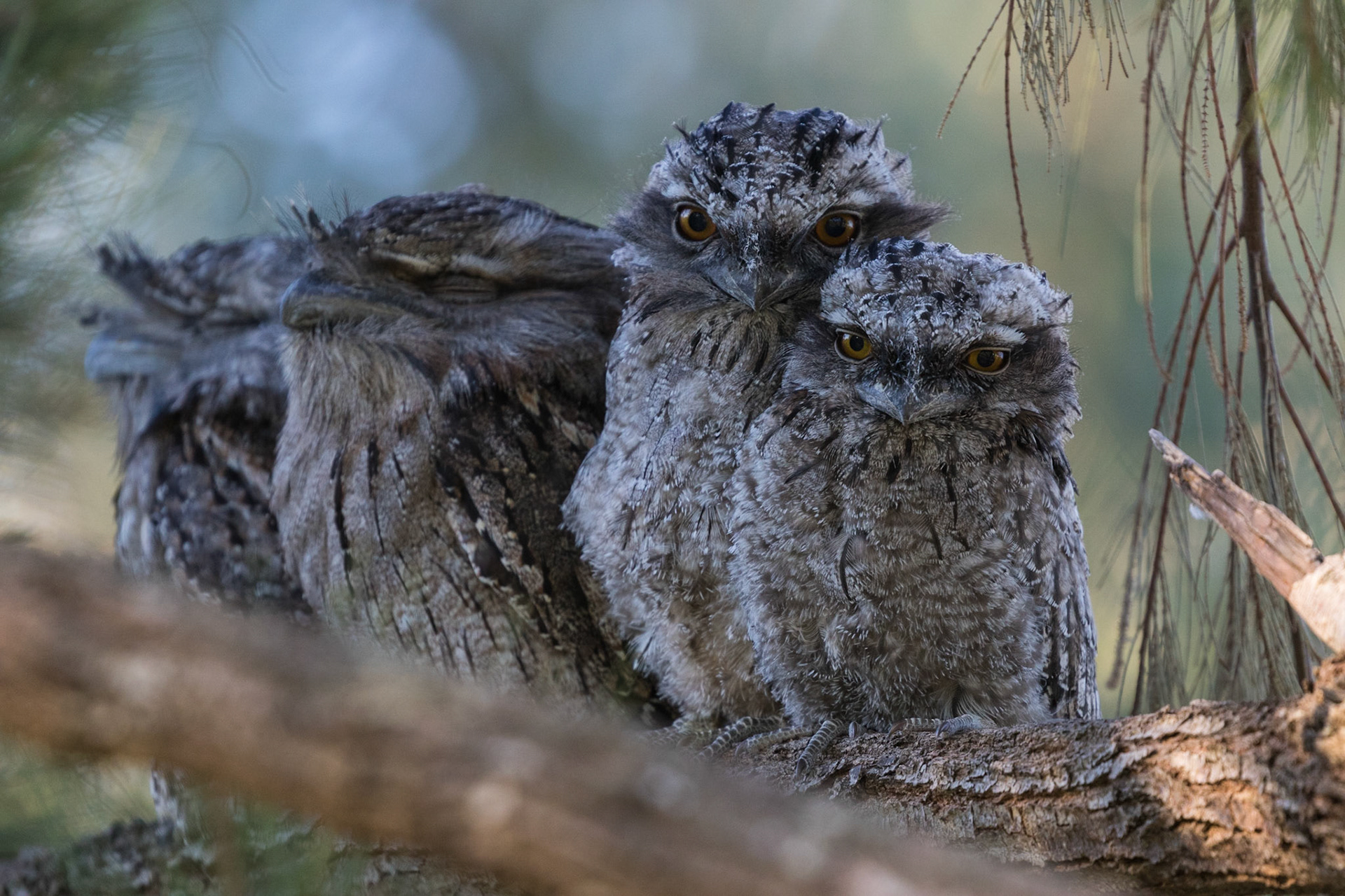 Tawny Frogmouth