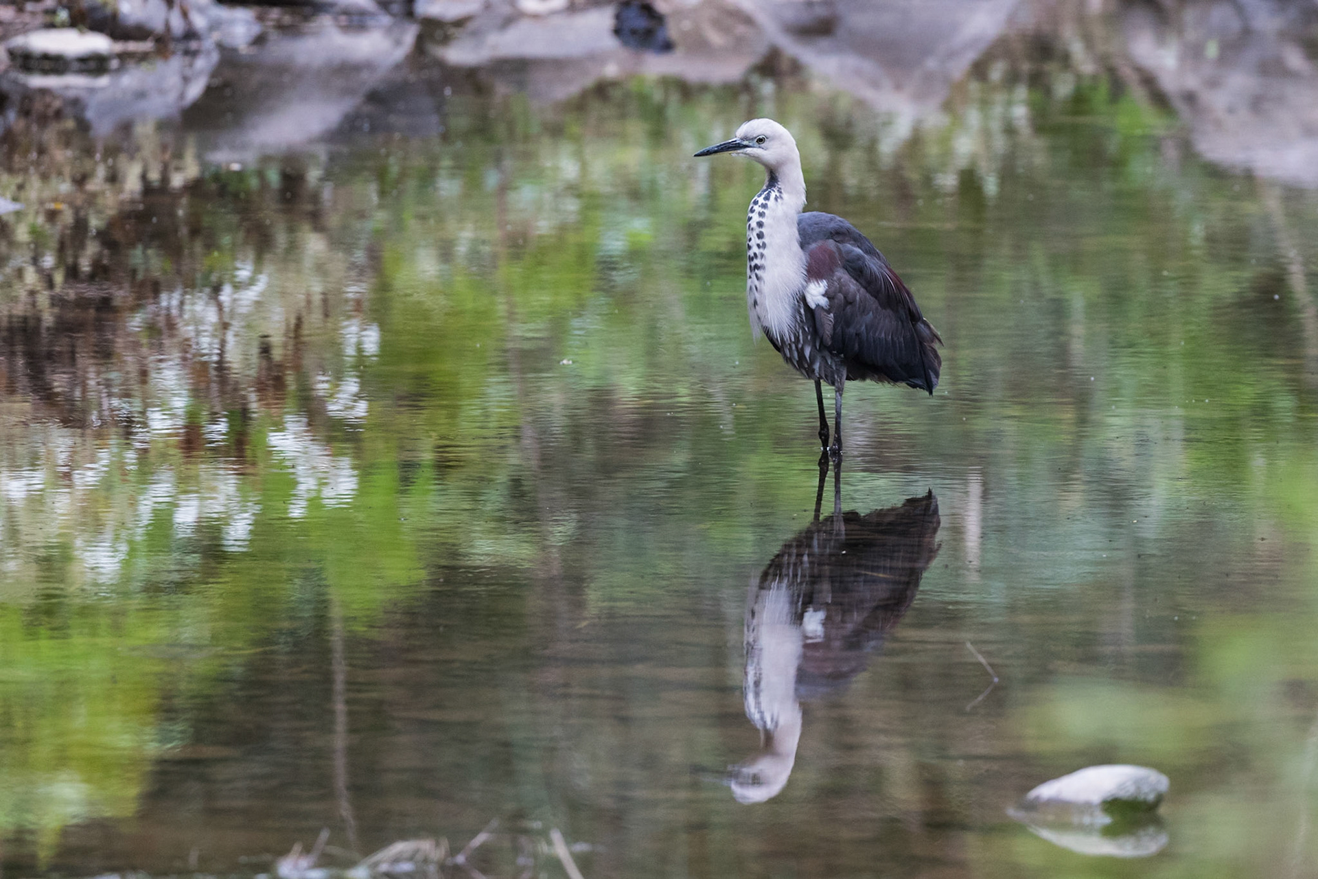White-necked Heron