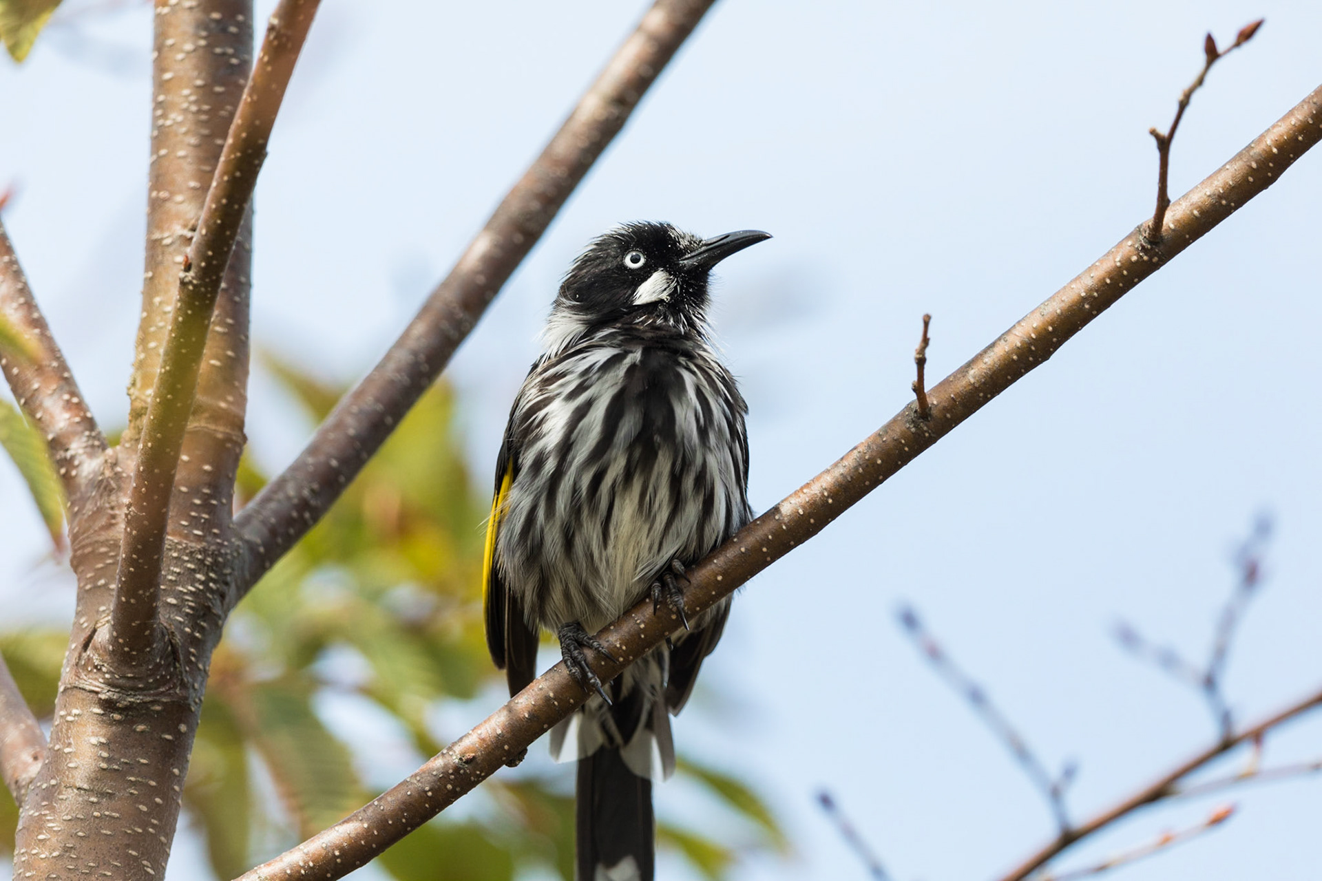 New Holland Honeyeater