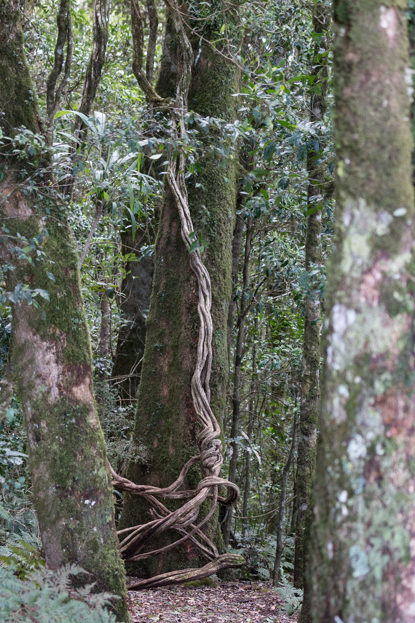Tree root, Main Range National Park, Goomburra