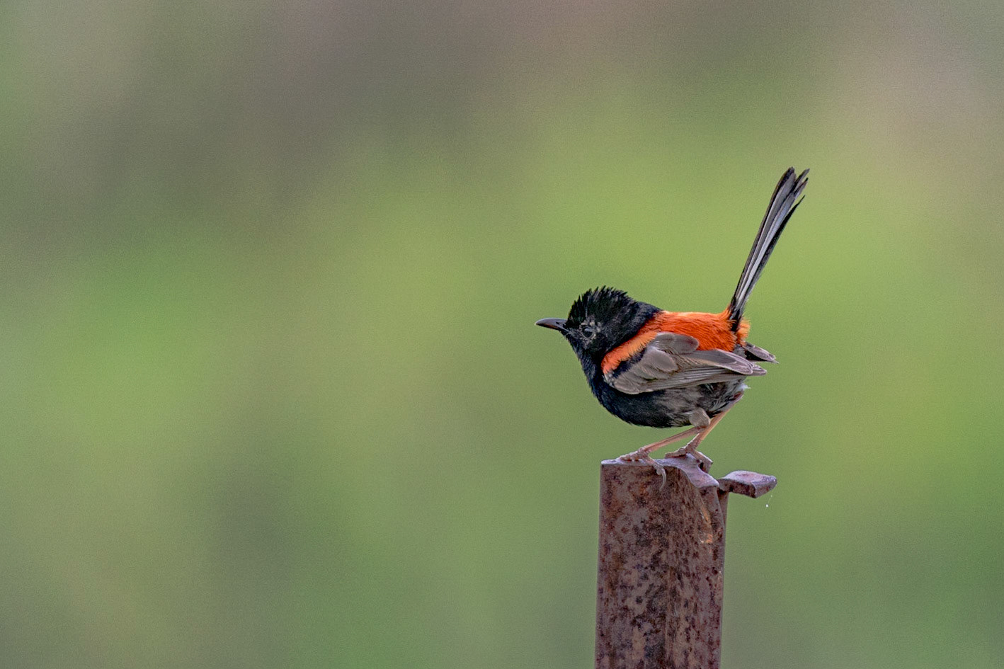 Red-backed Fairy-wren