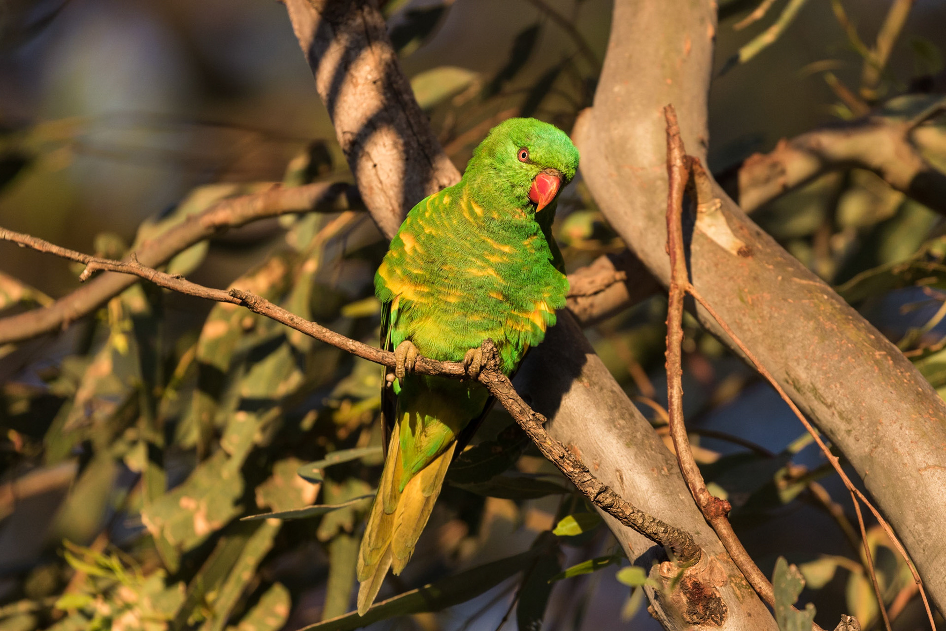 Scalt-breasted Lorikeet