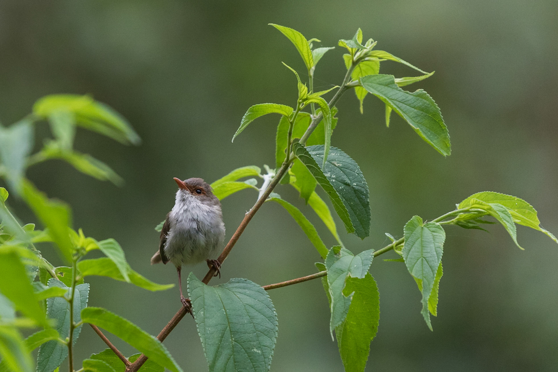 Variegated Fairy-wren