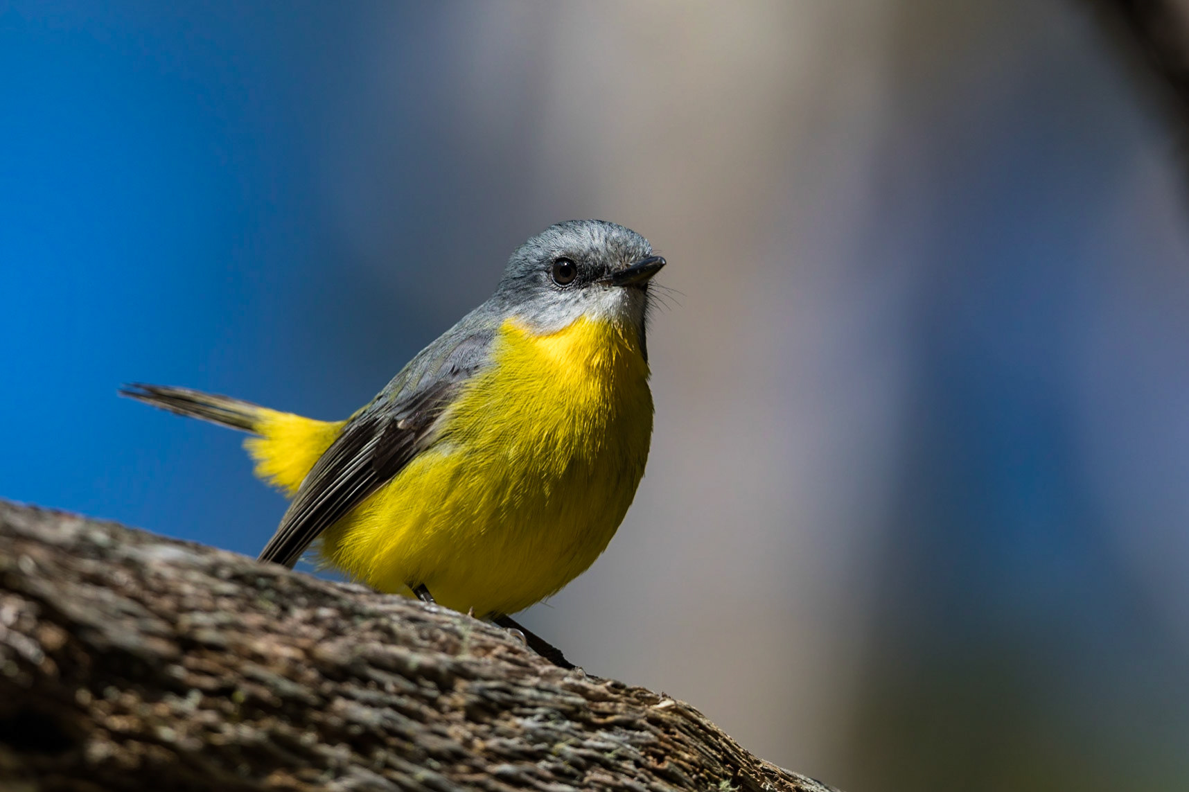 Eastern Yellow Robin