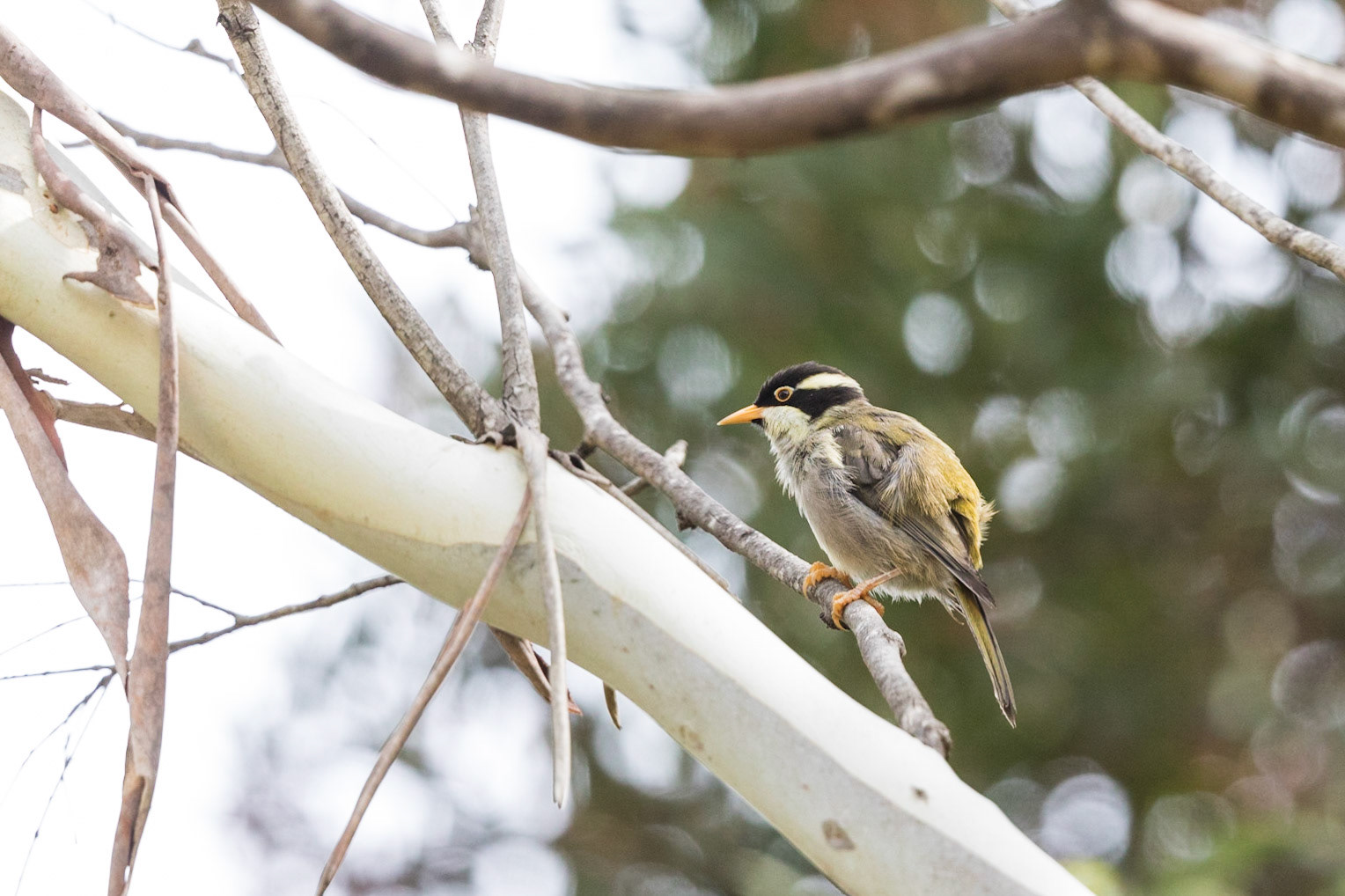 Strong-billed Honeyeater