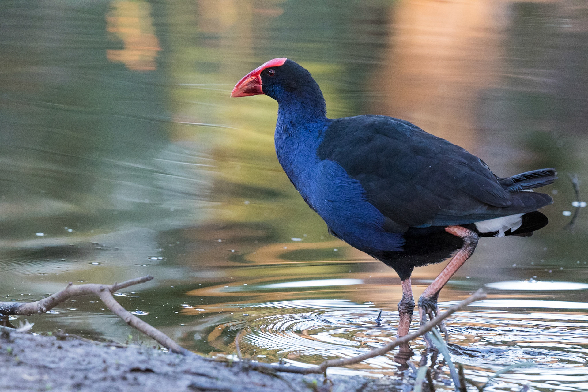 Purple Swamphen