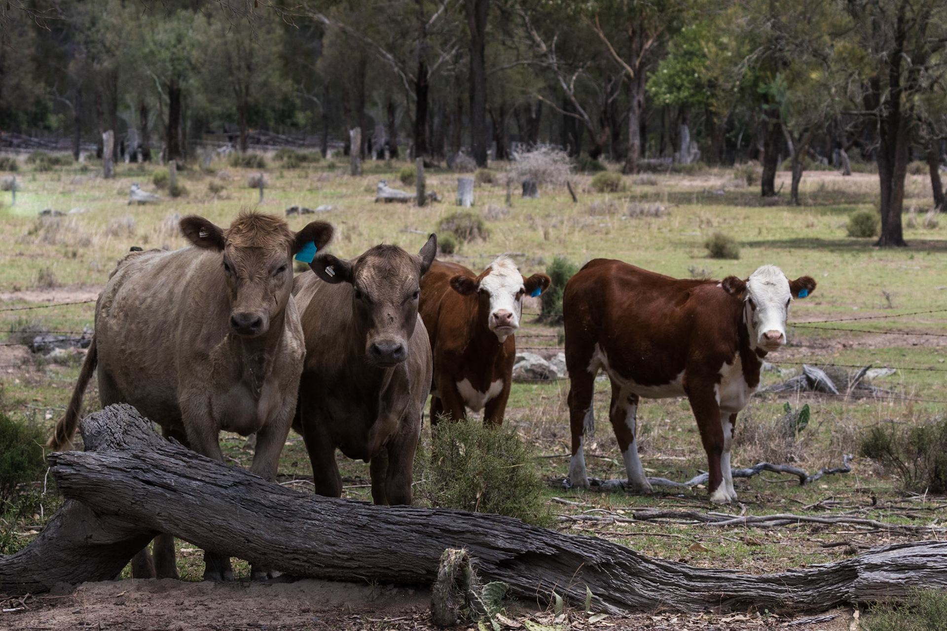 Cattle