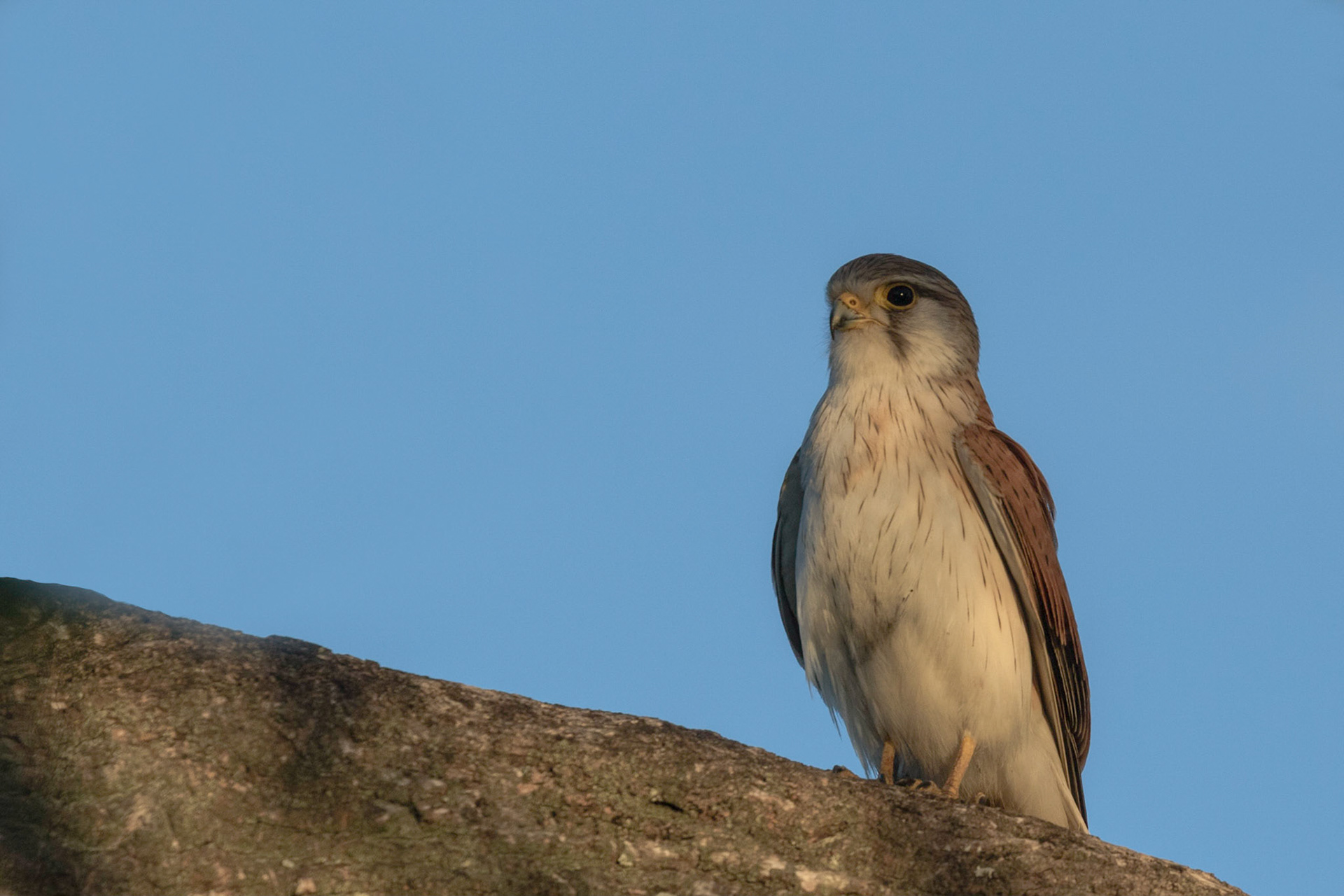Nankeen Kestrel