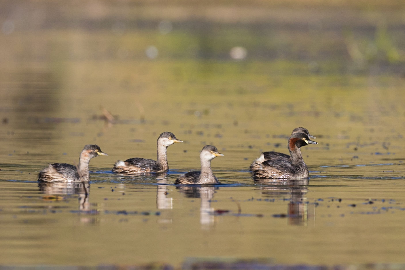 Australasian Grebe