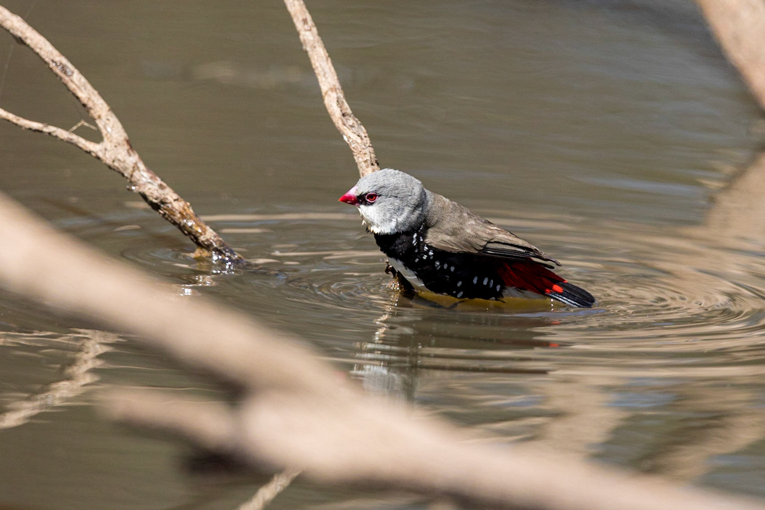 Diamond Firetail
