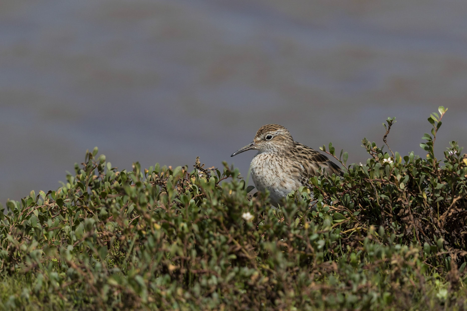Sharp-Tailed Sandpiper