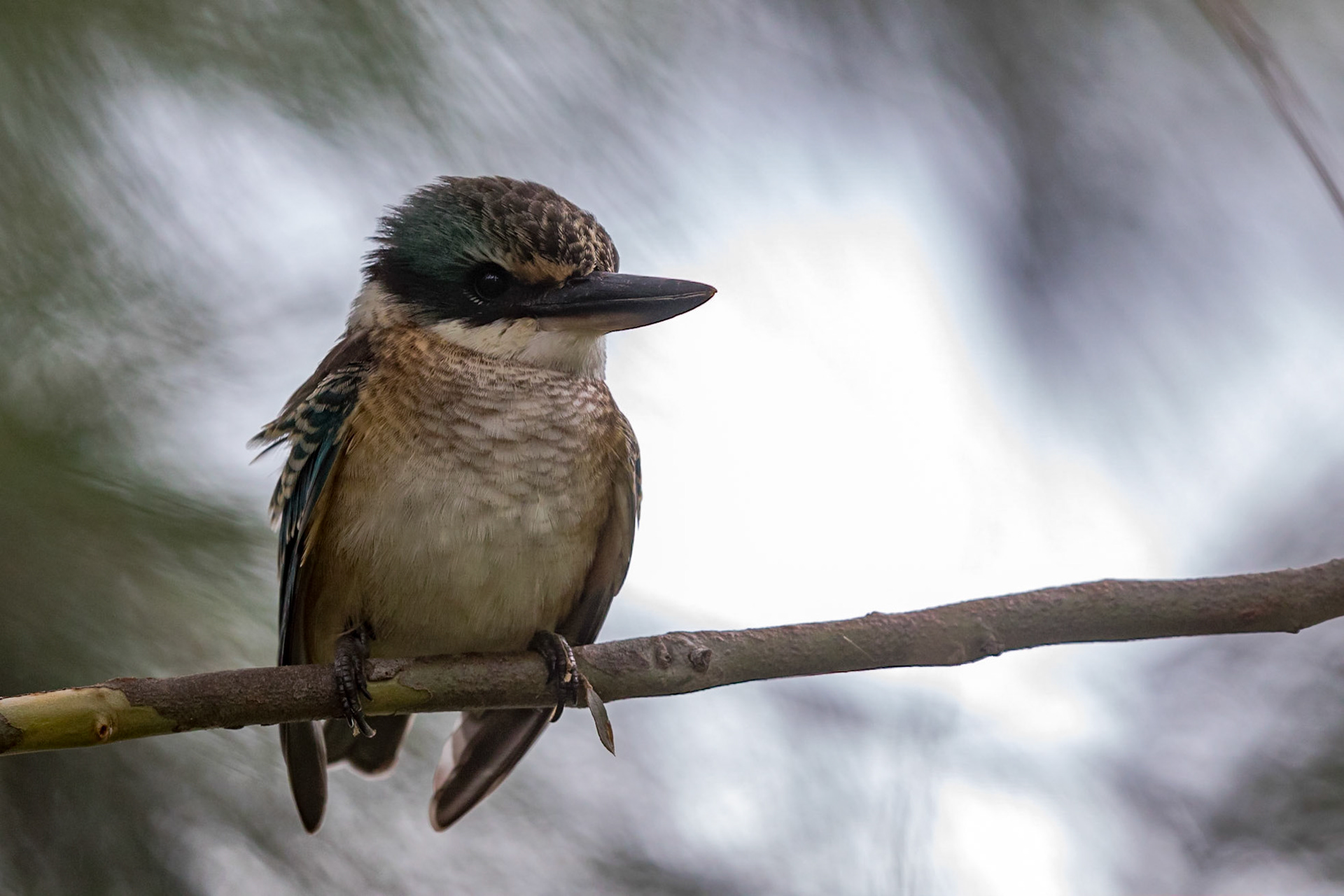 Sacred Kingfisher