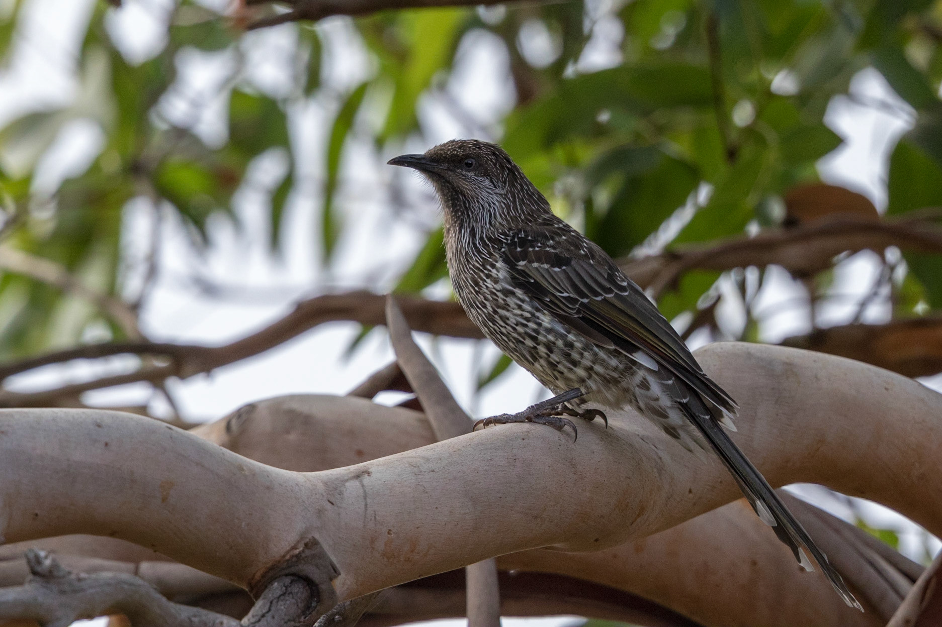 Little Wattlebird