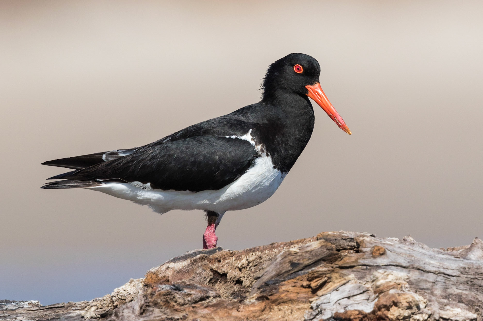 Australian Pied Oystercatcher