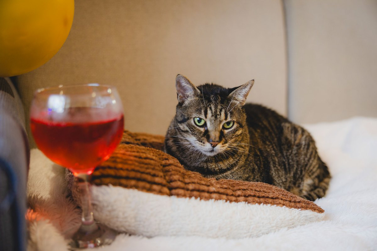 „Смешна сватбена снимка с котка и чаша вино – домашните любимци в сватбения ден на Анна-Мария и Росен в Бургас.