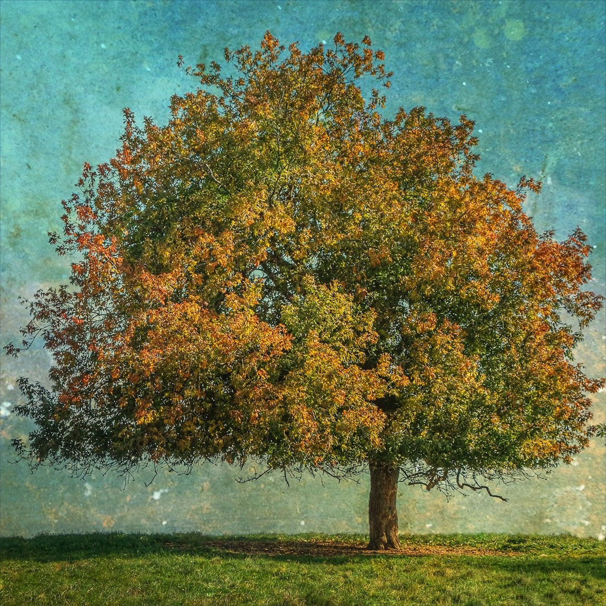 Fall Colours