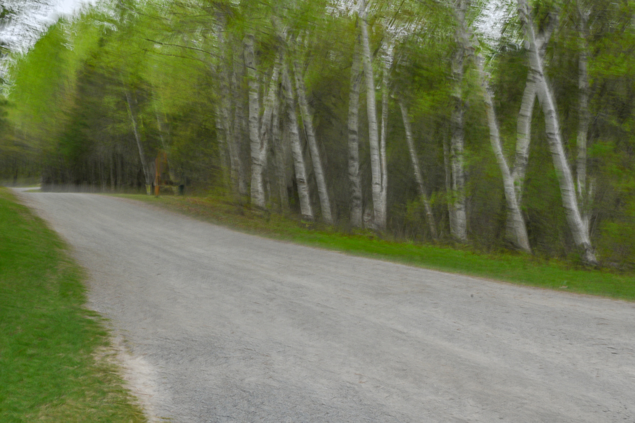 A Row of Birches