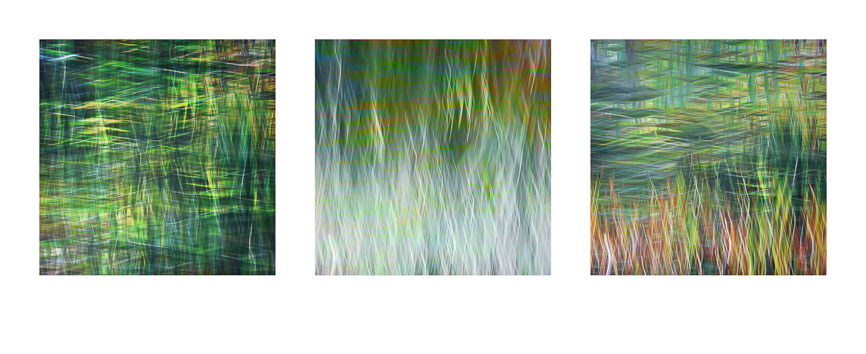 Eel Grass