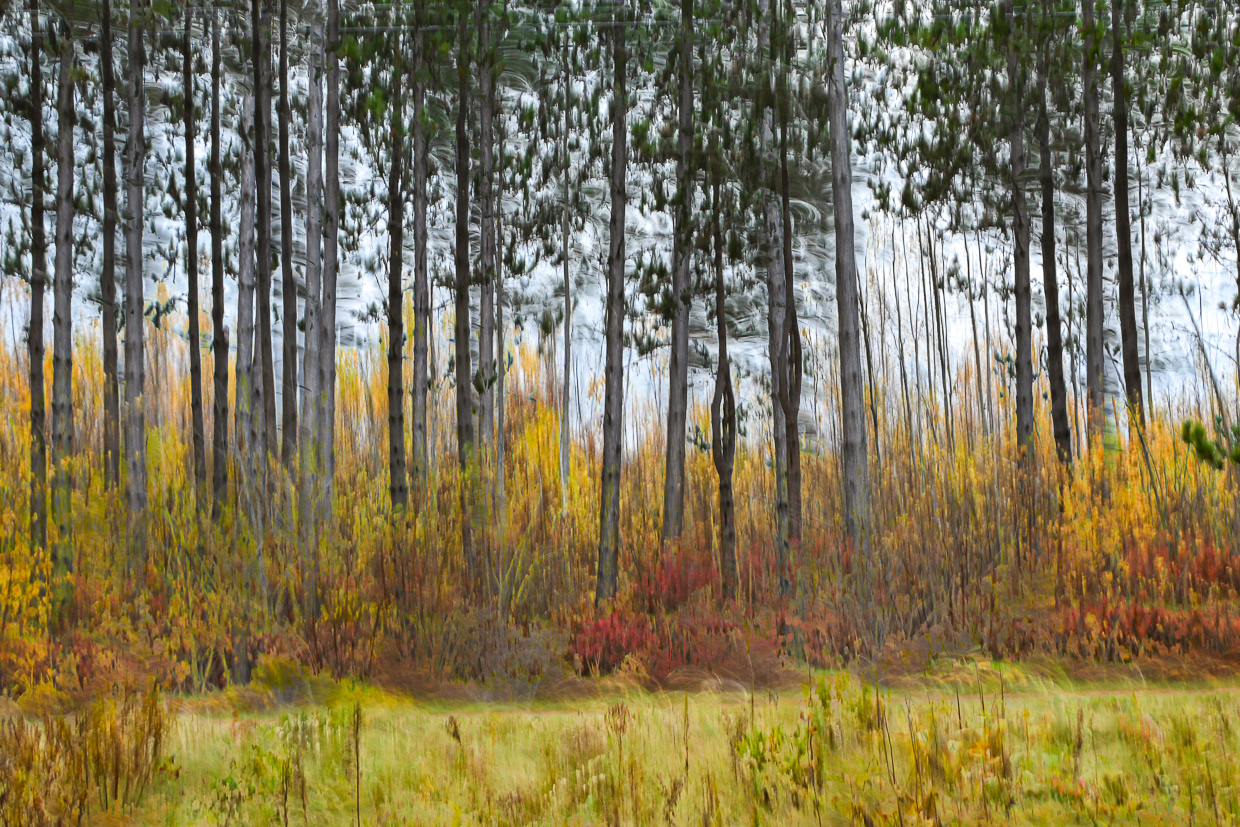 Fall Pines