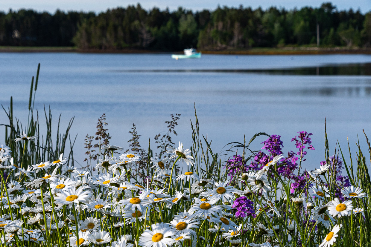 A Flower's Perspective