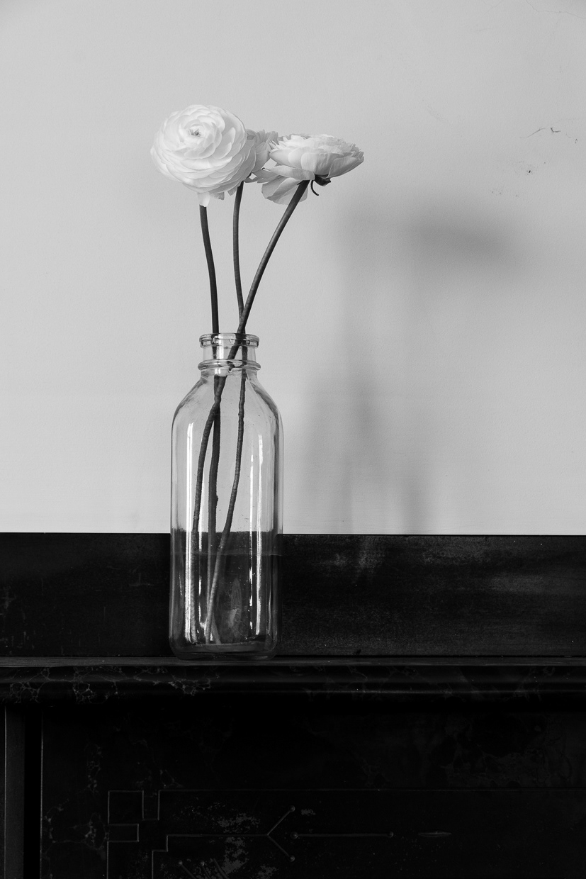 Shadows and Petals
