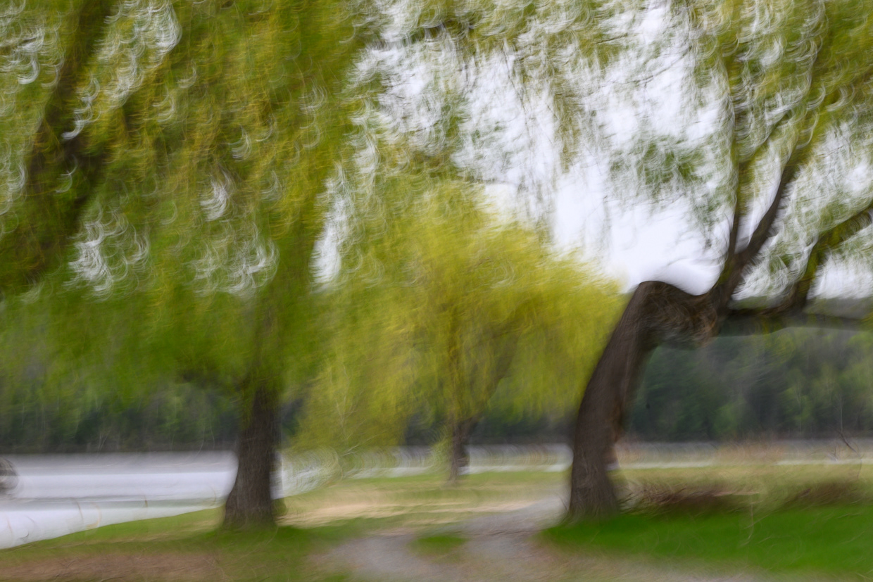 Weeping Widow