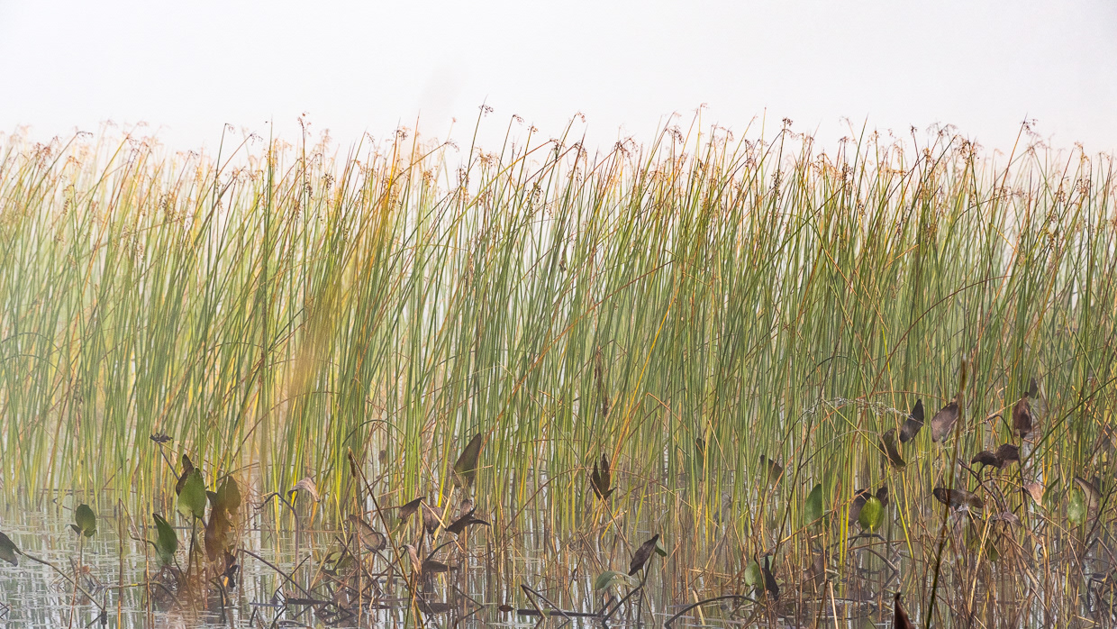 Reeds of Wetland