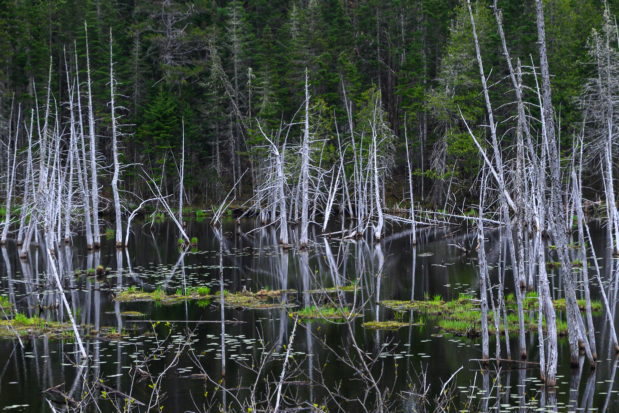 Wetlands 1