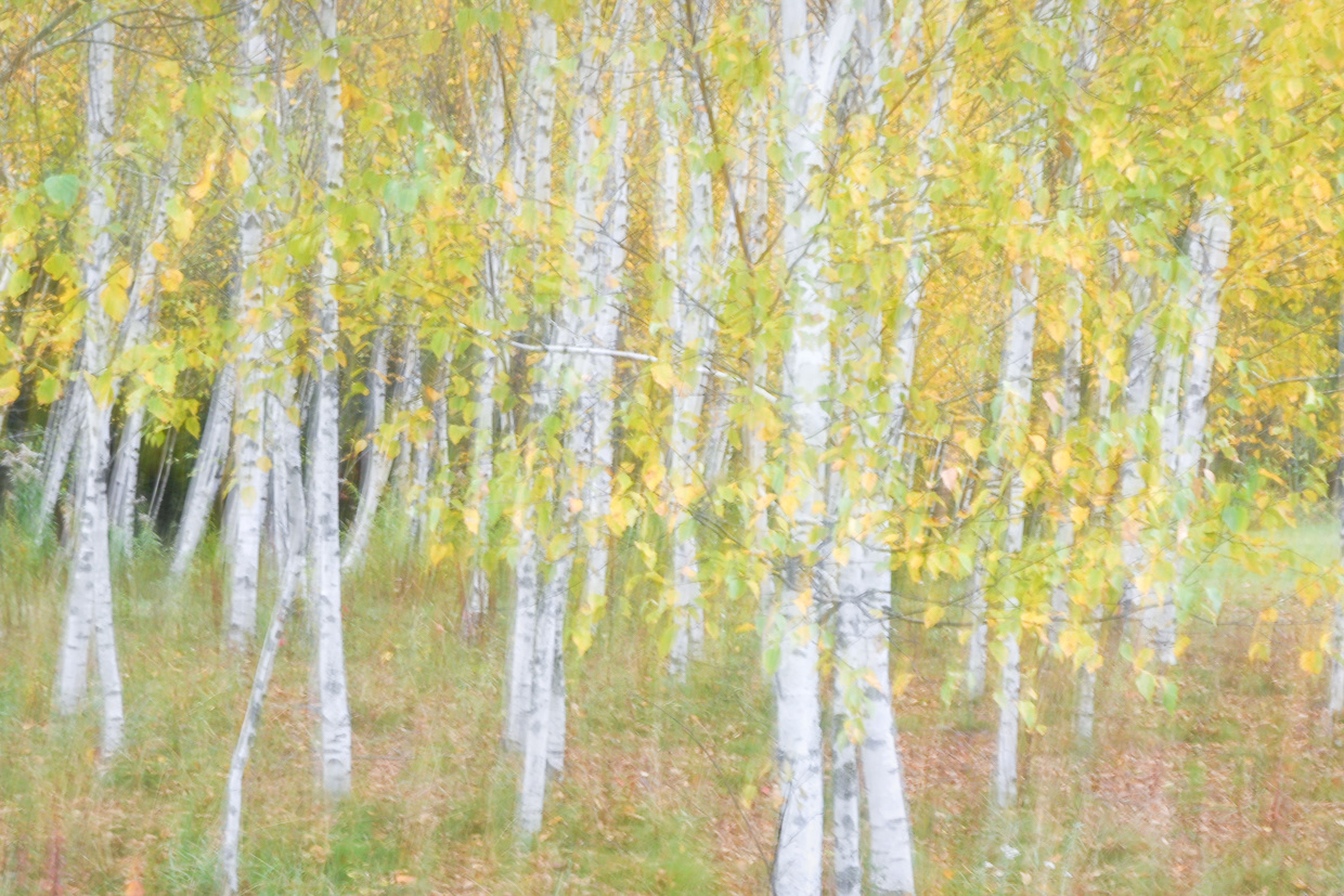 Young Birches