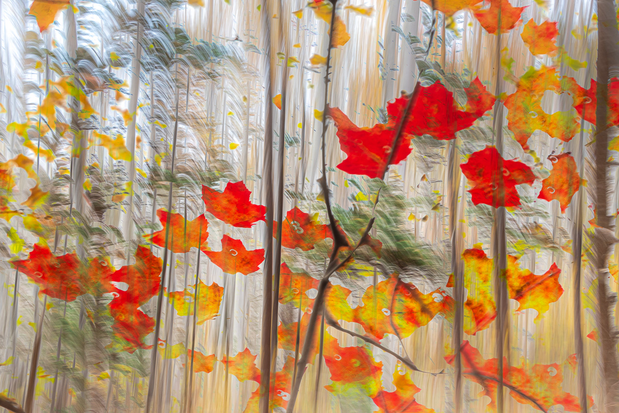 "Whispers of Fall". Fresh Eyes Viewpoint Gallery, 2024