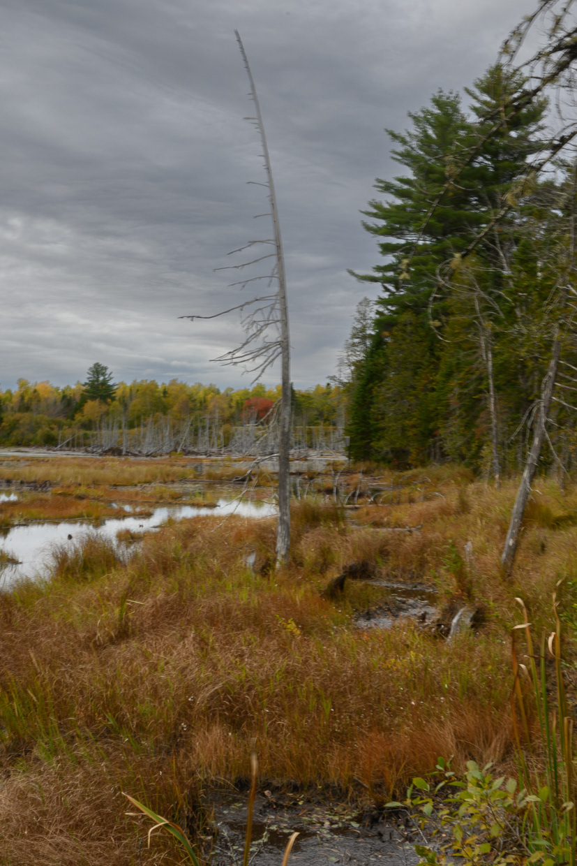 Wetlands 3