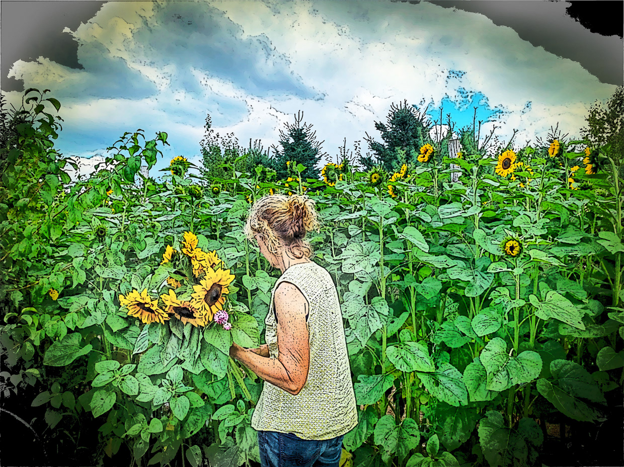 Harvesting the Sunflowers