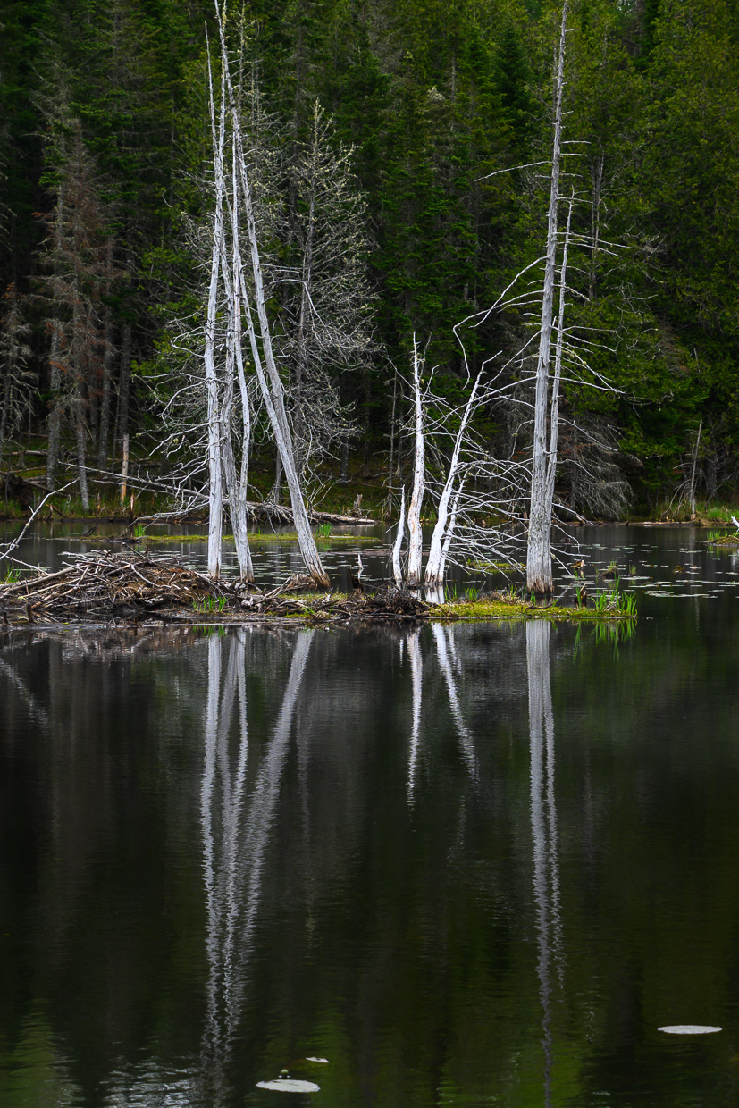 Wetlands 2