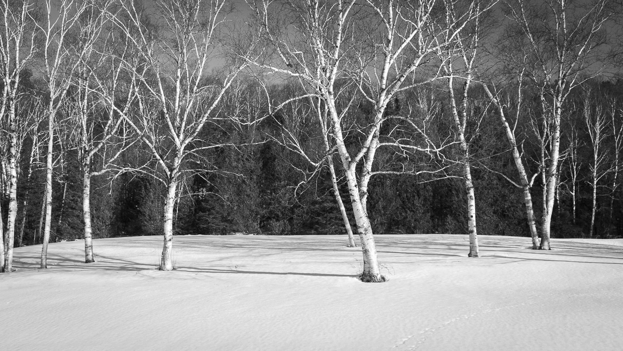 Meeting of the Birches