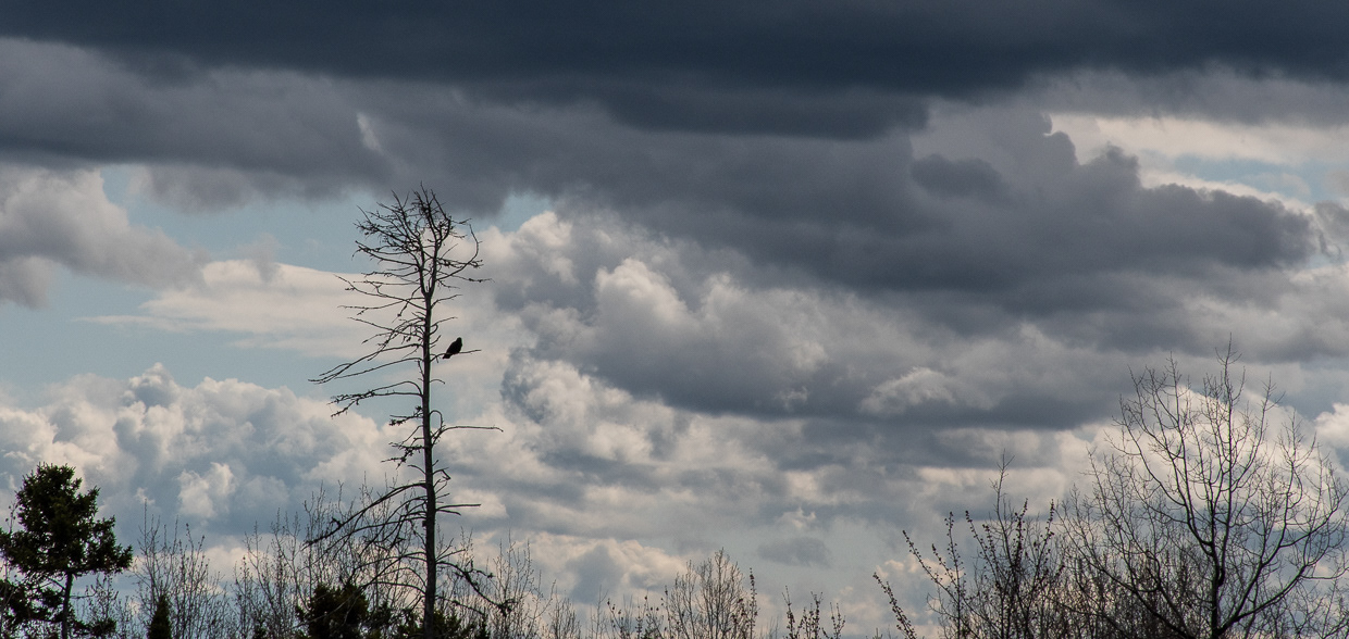 Weathering the Storm
