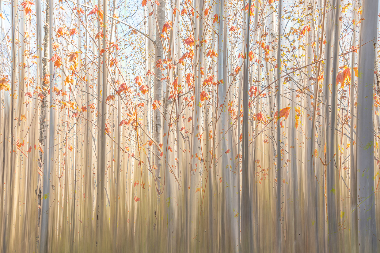 "Nature's Brushstroke", Fresh Eyes Viewpoint, 2024