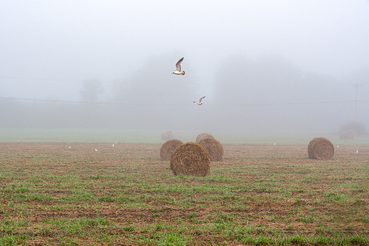 Foggy Flight