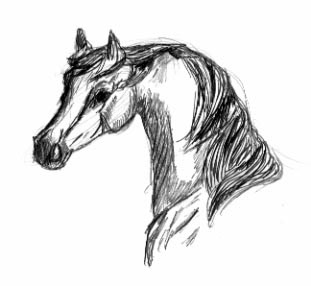 arabian horse in pencil
