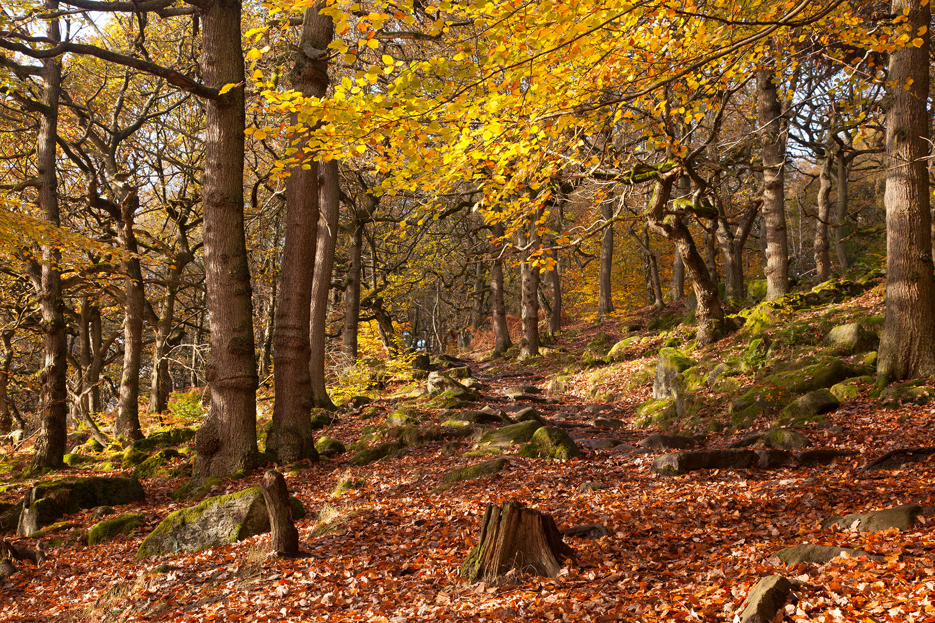 Bolehill Wood, The Peak District