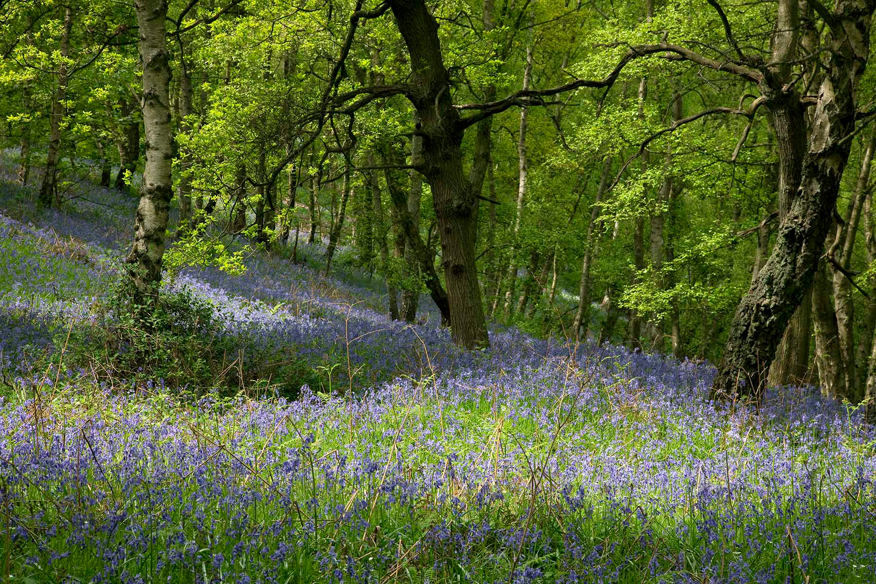 Bow Wood, Derbyshire