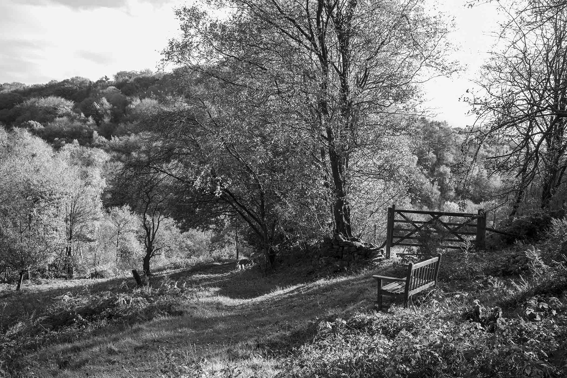 Spiritholes Wood, Staffordshire