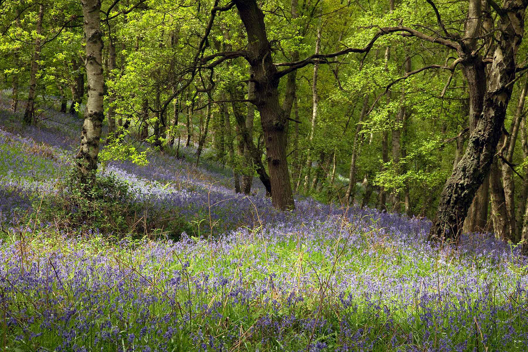 Bow Wood, Derbyshire