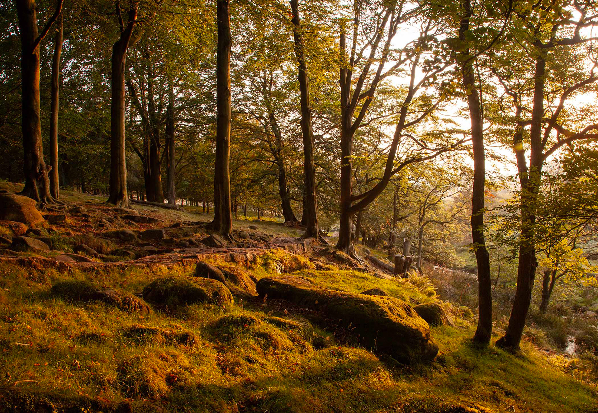 Path near Burbage Bridge,  The Peak District 