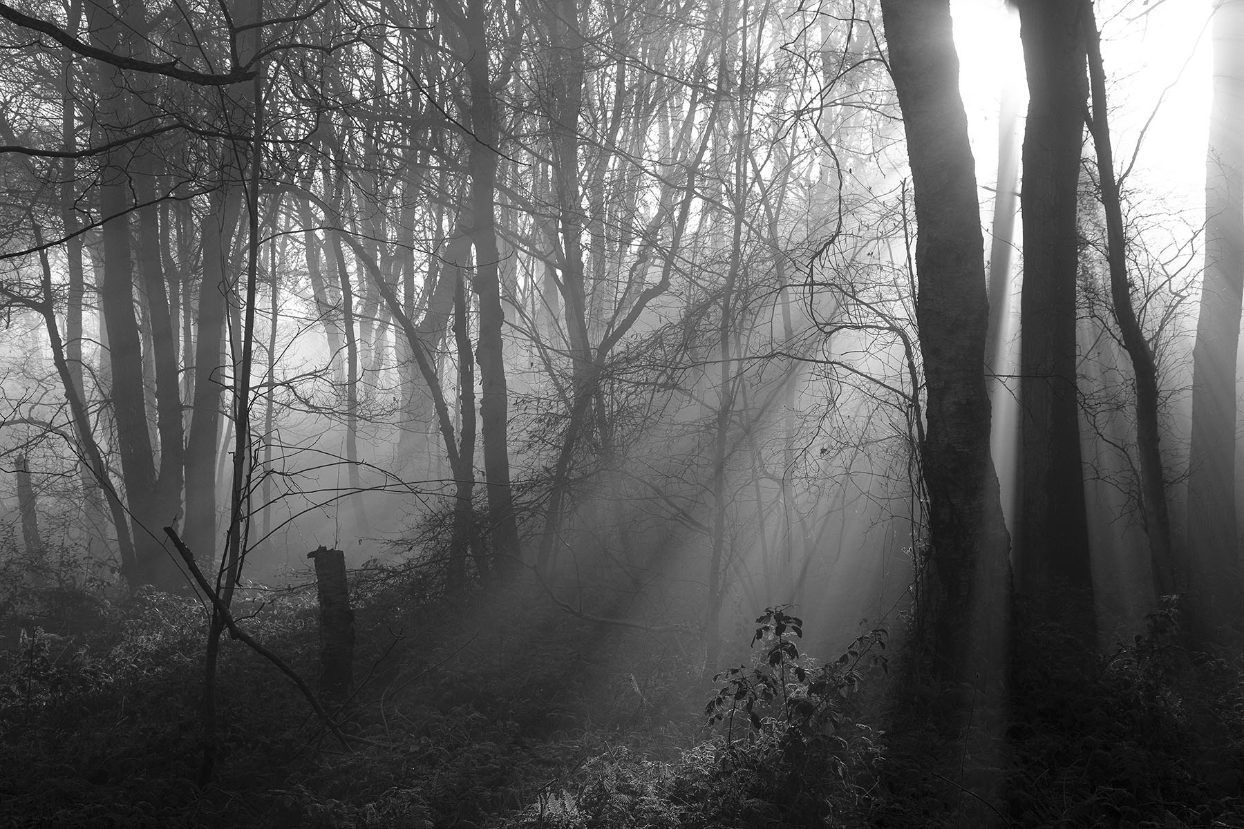 Shining Cliff, Derbyshire