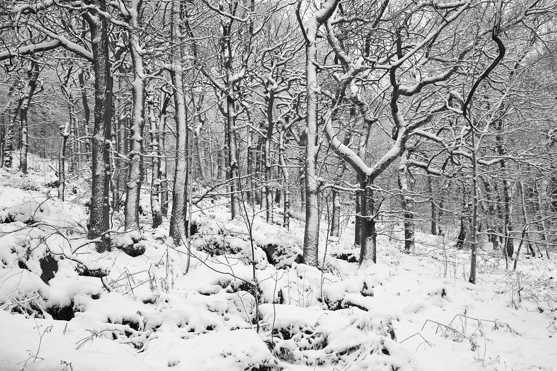 Yanncliff Wood, The Peak District