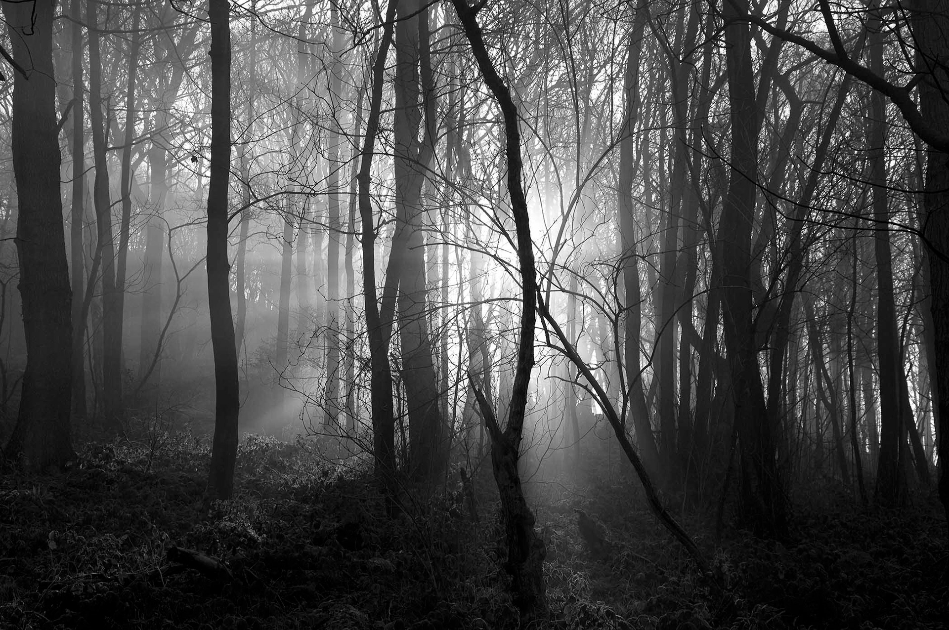 Shining Cliff, Derbyshire