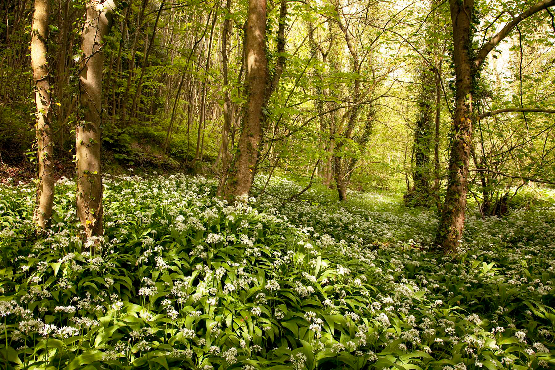 Miller's Dale, The Peak District