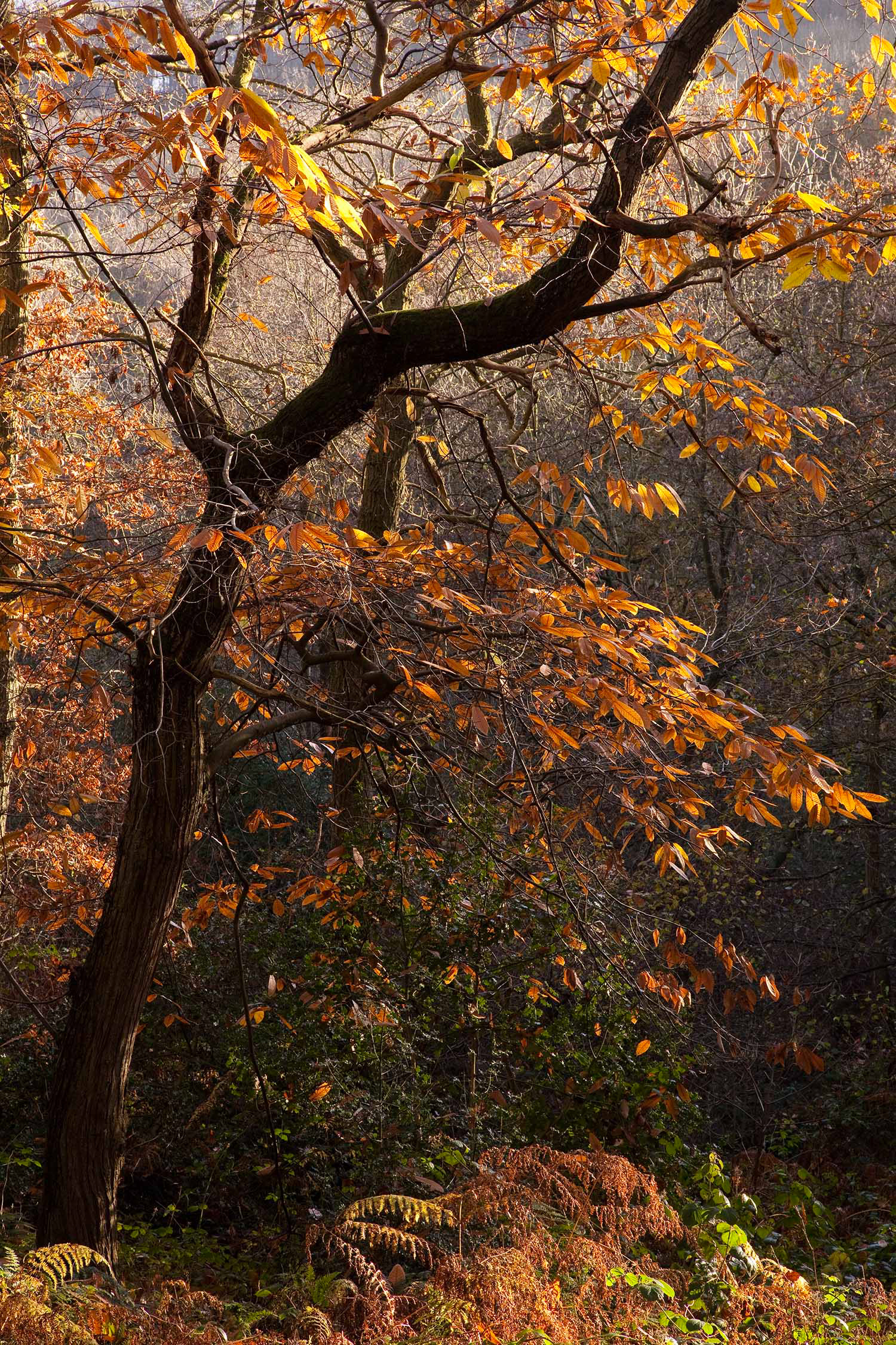 Shining Cliff, Derbyshire