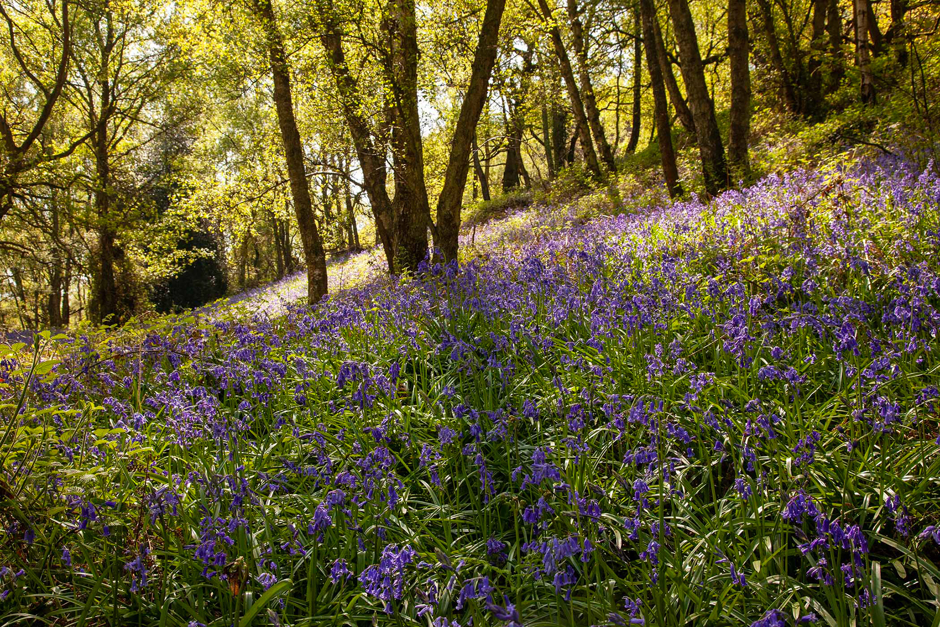 Bow Wood, Derbyshire
