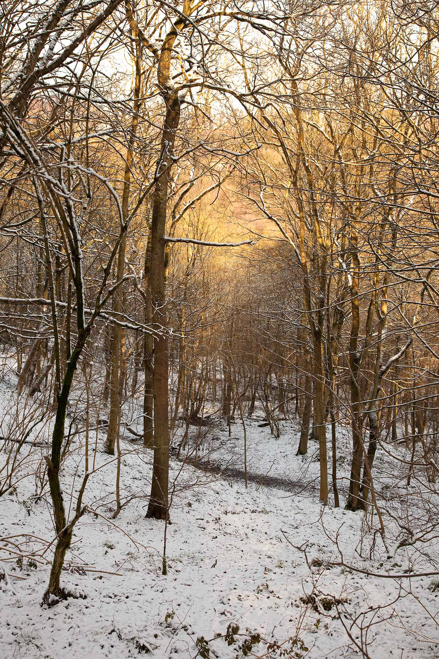 Shining Cliff, Derbyshire